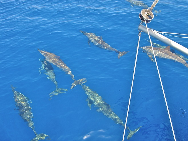Egy En Route Dolphins3